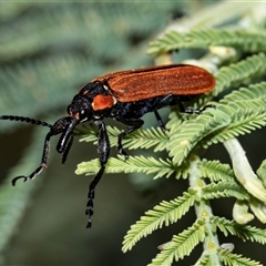 Rhinotia haemoptera (Lycid-mimic belid weevil, Slender Red Weevil) at Uriarra Village, ACT - 24 Oct 2025 by AlisonMilton