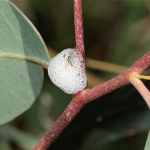 Aphrophorinae (subfamily) (Unidentified spittlebug) at Uriarra Village, ACT - 24 Oct 2025 by AlisonMilton