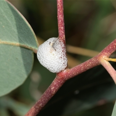 Aphrophorinae (subfamily) (Unidentified spittlebug) at Uriarra Village, ACT - 24 Oct 2025 by AlisonMilton