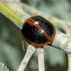 Dicranosterna immaculata (Acacia leaf beetle) at Uriarra Village, ACT - 24 Oct 2025 by AlisonMilton