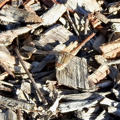 Diplacodes bipunctata (Wandering Percher) at Aranda, ACT - 24 Oct 2025 by KMcCue