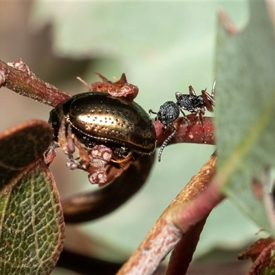 Chrysolina quadrigemina (Greater St Johns Wort beetle) at Uriarra Village, ACT - 24 Oct 2025 by AlisonMilton