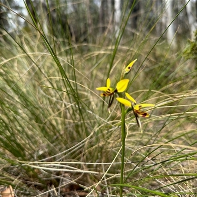 Diuris sulphurea (Tiger Orchid) at Uriarra Village, ACT - 24 Oct 2025 by KMcCue