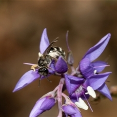 Lasioglossum (Chilalictus) sp. (genus & subgenus) (Halictid bee) at Uriarra Village, ACT - 24 Oct 2025 by AlisonMilton
