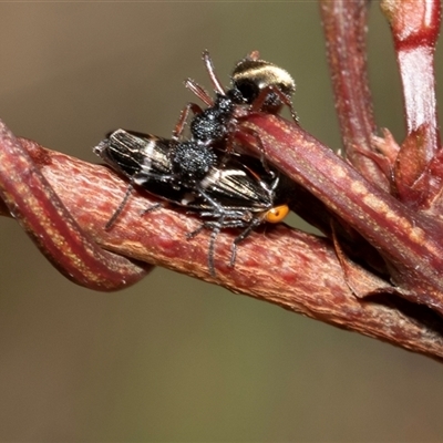 Eurymeloides bicincta (Gumtree hopper) at Uriarra Village, ACT - 24 Oct 2025 by AlisonMilton