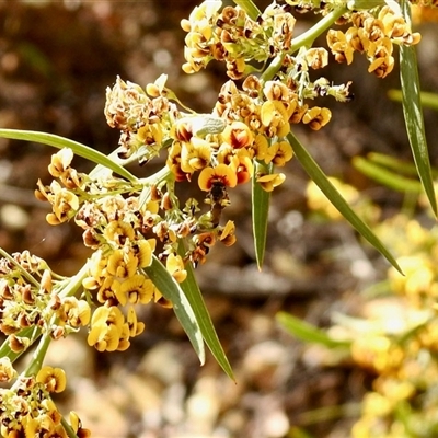 Lasioglossum (Parasphecodes) sp. (genus & subgenus) at Uriarra Village, ACT - 23 Oct 2025 by KMcCue