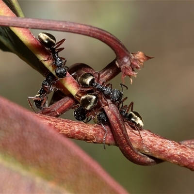 Dolichoderus scabridus (Dolly ant) at Uriarra Village, ACT - 24 Oct 2025 by AlisonMilton
