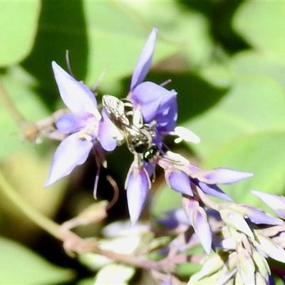 Amegilla sp. (genus) at Uriarra Village, ACT - 23 Oct 2025 by KMcCue