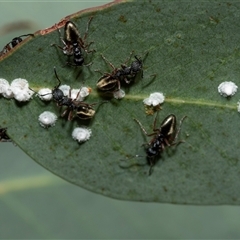 Glycaspis sp. (genus) (Unidentified sugary lerp) at Uriarra Village, ACT - 24 Oct 2025 by AlisonMilton