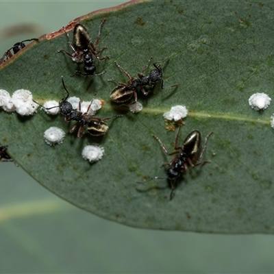 Glycaspis sp. (genus) (Unidentified sugary lerp) at Uriarra Village, ACT - 24 Oct 2025 by AlisonMilton