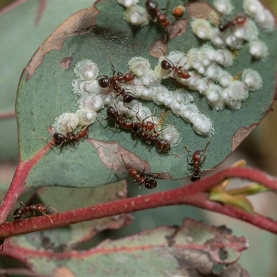 Glycaspis sp. (genus) (Unidentified sugary lerp) at Uriarra Village, ACT - 24 Oct 2025 by AlisonMilton