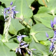 Veronica perfoliata (Digger's Speedwell) at Uriarra Village, ACT - 23 Oct 2025 by KMcCue