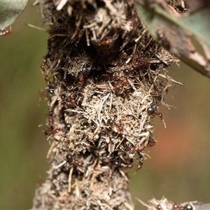 Papyrius sp. (genus) (A Coconut Ant) at Uriarra Village, ACT - 24 Oct 2025 by AlisonMilton