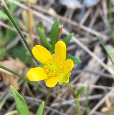 Ranunculus papulentus (Large River Buttercup) at Campbell, ACT - 25 Oct 2025 by SilkeSma