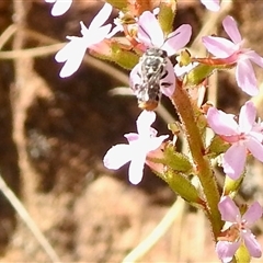 Megachile ferox (Resin bee) at Uriarra Village, ACT - 23 Oct 2025 by KMcCue