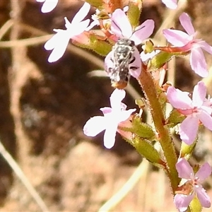 Megachile ferox (Resin bee) at Uriarra Village, ACT - 23 Oct 2025 by KMcCue
