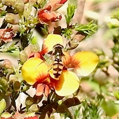 Simosyrphus grandicornis (Common hover fly) at Uriarra Village, ACT - 23 Oct 2025 by KMcCue