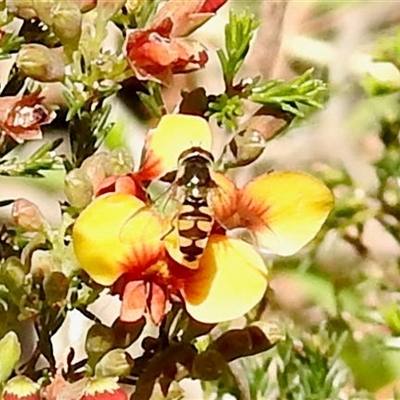 Simosyrphus grandicornis (Common hover fly) at Uriarra Village, ACT - 23 Oct 2025 by KMcCue