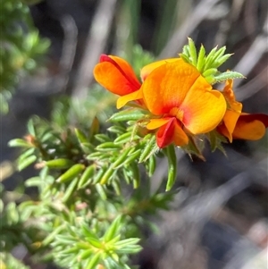 Pultenaea (genus) at Campbell, ACT - 25 Oct 2025 by SilkeSma
