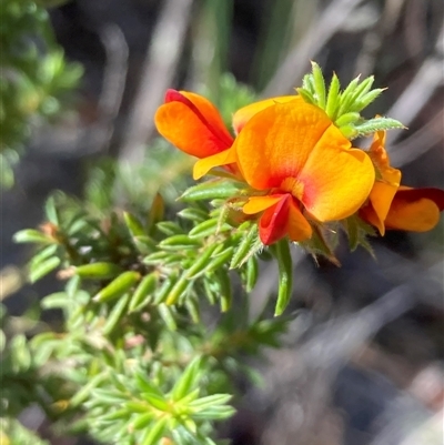 Pultenaea subspicata (Low Bush-pea) at Campbell, ACT - 25 Oct 2025 by SilkeSma