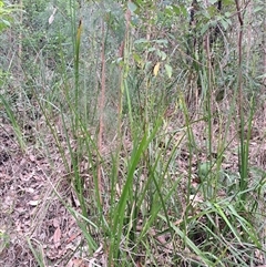 Gymnostachys anceps at Pappinbarra, NSW - 25 Oct 2025 by AngFrost