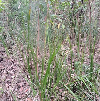 Gymnostachys anceps at Pappinbarra, NSW - 25 Oct 2025 by AngFrost