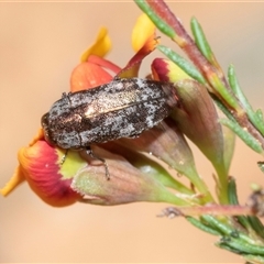 Diphucrania acuducta (Acuducta jewel beetle) at Uriarra Village, ACT - 24 Oct 2025 by AlisonMilton