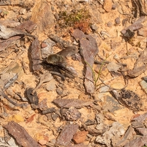 Bombyliidae (family) (Unidentified Bee fly) at Uriarra Village, ACT - 24 Oct 2025 by AlisonMilton