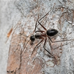 Camponotus intrepidus (Flumed Sugar Ant) at Uriarra Village, ACT - 24 Oct 2025 by AlisonMilton