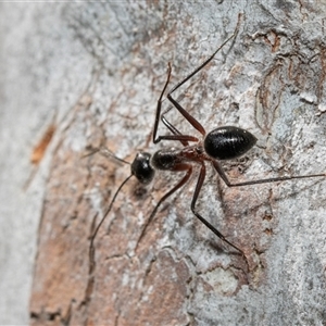 Camponotus intrepidus (Flumed Sugar Ant) at Uriarra Village, ACT - 24 Oct 2025 by AlisonMilton