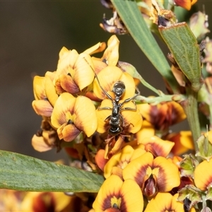 Myrmecia sp. (genus) (Bull ant or Jack Jumper) at Uriarra Village, ACT - 24 Oct 2025 by AlisonMilton