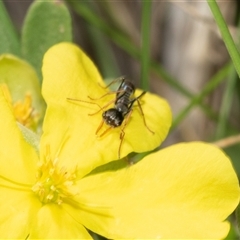 Myrmecia sp., pilosula-group (Jack jumper) at Uriarra Village, ACT - 24 Oct 2025 by AlisonMilton
