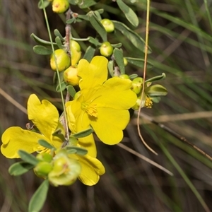 Hibbertia obtusifolia (Grey Guinea-flower) at Uriarra Village, ACT - 24 Oct 2025 by AlisonMilton