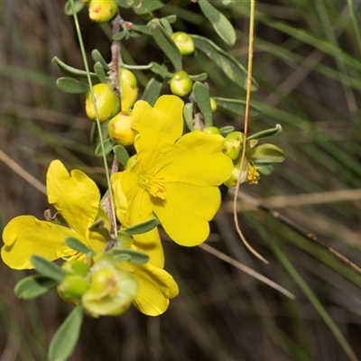 Hibbertia obtusifolia (Grey Guinea-flower) at Uriarra Village, ACT - 24 Oct 2025 by AlisonMilton