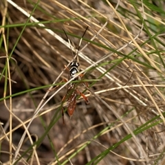 Ichneumonidae (family) at Uriarra Village, ACT - 24 Oct 2025 by AlisonMilton