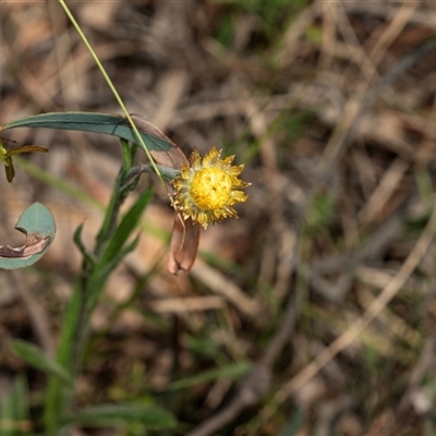 Coronidium scorpioides (Button Everlasting) at Uriarra Village, ACT - 24 Oct 2025 by AlisonMilton