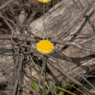 Coronidium scorpioides (Button Everlasting) at Uriarra Village, ACT - 24 Oct 2025 by AlisonMilton