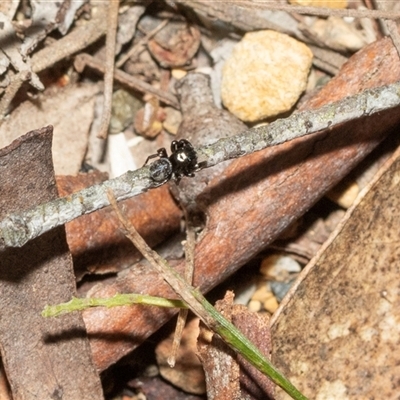 Unverified Jumping or peacock spider (Salticidae) at Uriarra Village, ACT - 24 Oct 2025 by AlisonMilton