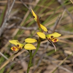 Diuris sulphurea (Tiger Orchid) at Uriarra Village, ACT - 24 Oct 2025 by AlisonMilton