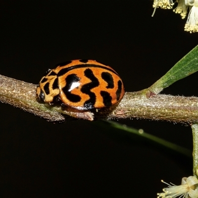 Peltoschema oceanica (Oceanica leaf beetle) at Uriarra Village, ACT - 24 Oct 2025 by AlisonMilton