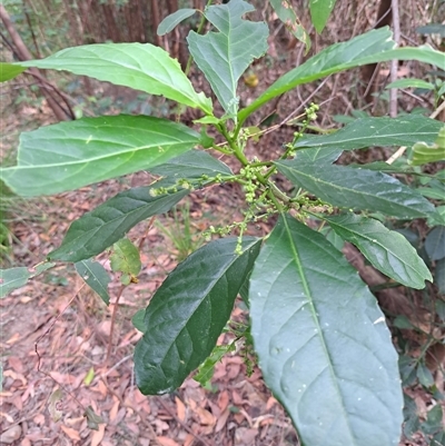Claoxylon australe at Pappinbarra, NSW - 25 Oct 2025 by AngFrost