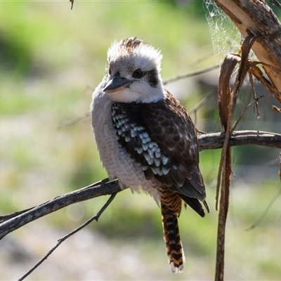 Dacelo novaeguineae (Laughing Kookaburra) at Fisher, ACT - 20 Oct 2025 by ChrisAppleton