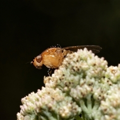 Sapromyza riparia at Uriarra Village, ACT - 24 Oct 2025 by AlisonMilton
