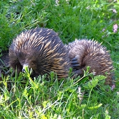 Tachyglossus aculeatus (Short-beaked Echidna) at Uriarra Village, ACT - 27 Sep 2025 by ChrisAppleton
