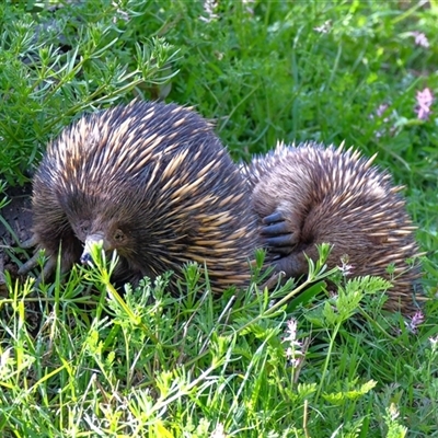 Tachyglossus aculeatus (Short-beaked Echidna) at Uriarra Village, ACT - 27 Sep 2025 by ChrisAppleton