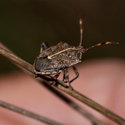 Oncocoris geniculatus (A shield bug) at Uriarra Village, ACT - 24 Oct 2025 by AlisonMilton