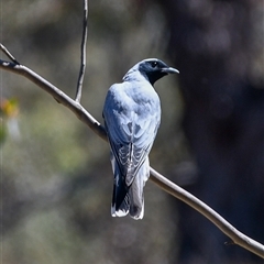 Coracina novaehollandiae (Black-faced Cuckooshrike) at Forde, ACT - 13 Oct 2025 by ChrisAppleton