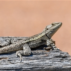 Amphibolurus muricatus (Jacky Lizard) at Forde, ACT - 13 Oct 2025 by ChrisAppleton