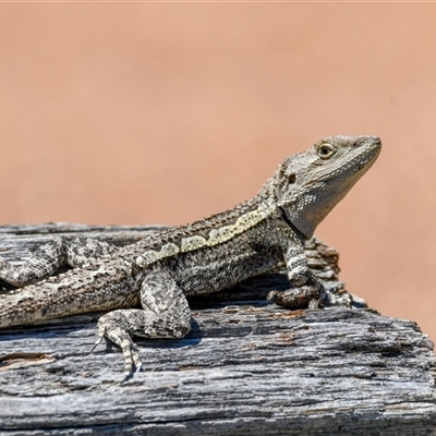 Amphibolurus muricatus (Jacky Lizard) at Forde, ACT - 13 Oct 2025 by ChrisAppleton