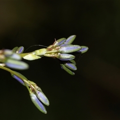 Dianella revoluta var. revoluta (Black-Anther Flax Lily) at Uriarra Village, ACT - 24 Oct 2025 by AlisonMilton
